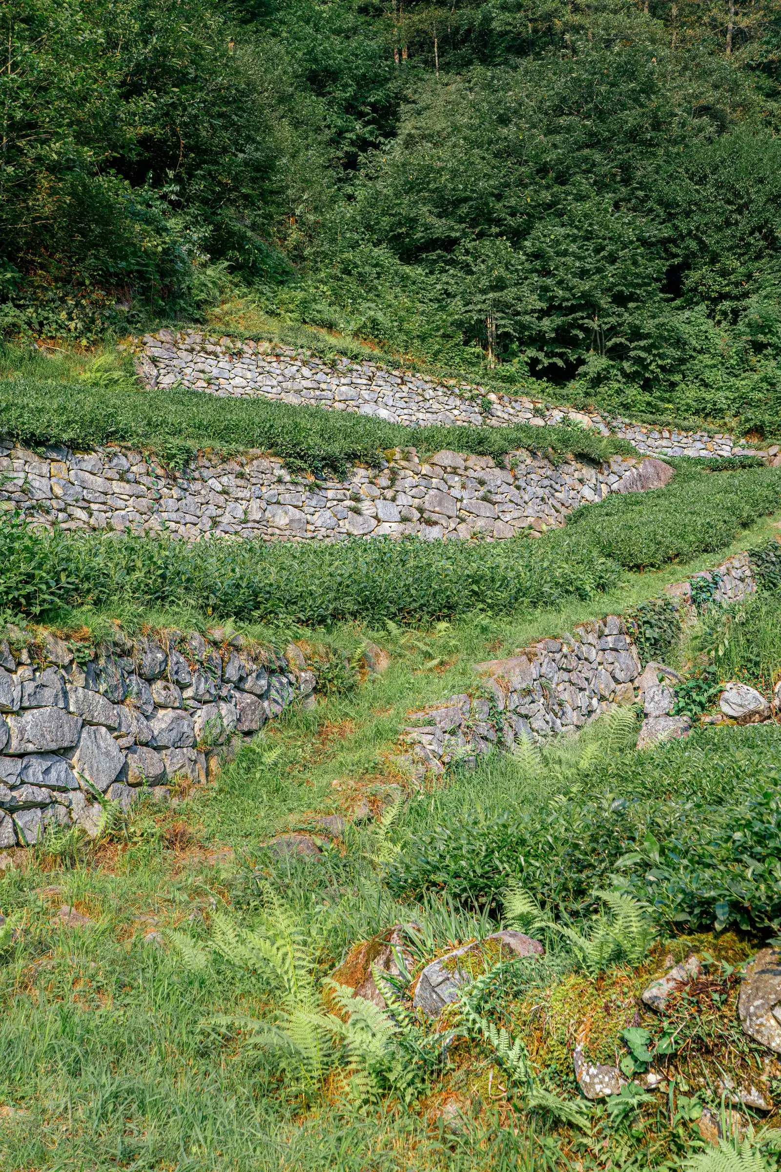 Terraced stone retaining walls across a planted slope
